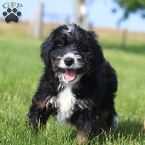 Larry, Mini Bernedoodle Puppy
